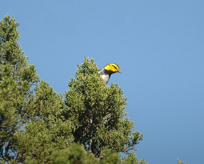321neals 061goldencheekedwarbler.jpg