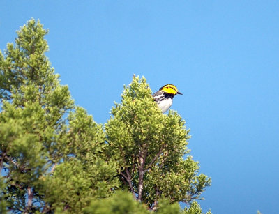 321neals 062goldencheekedwarbler.jpg