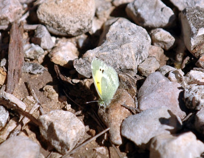 321neals 066daintyOrange.jpg