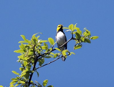 321neals 082goldencheekedwarbler.jpg