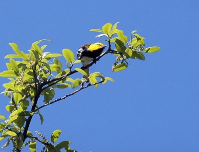 321neals 086goldencheekedwarbler.jpg