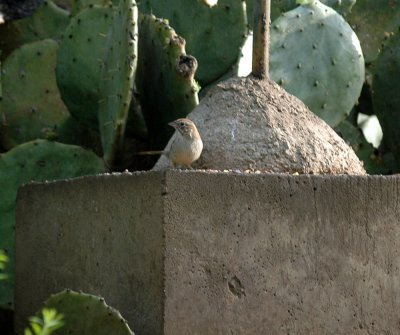 330neals2012 033rufouscrownedsparrow.jpg