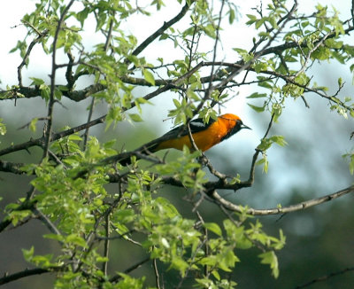 330neals2012 037hoodedOriole.jpg