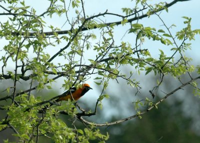 330neals2012 038hoodedOriole.jpg