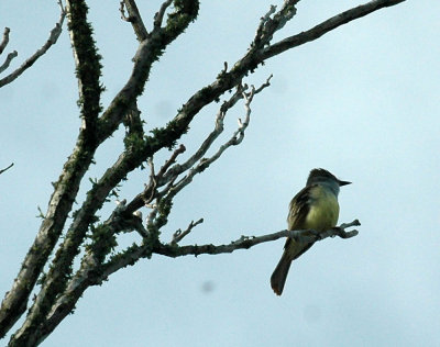 330neals2012 047ashthroatedflycatcher.jpg