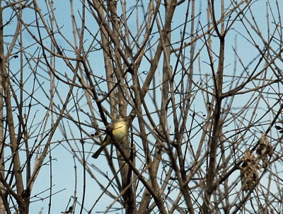 330neals2012 057BellsVireo.jpg