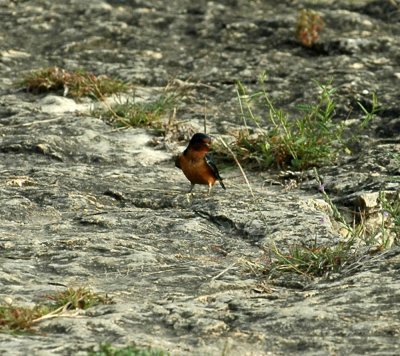 330neals2012 067barnSwallow.jpg