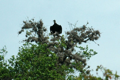 330neals2012 073blackvulture.jpg