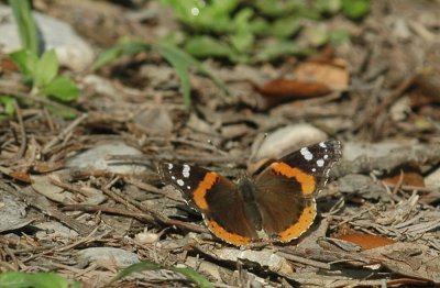 330neals2012 093redadmiralNeals.jpg