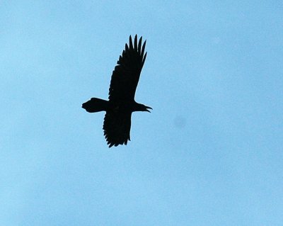 330neals2012 100commonraven.jpg