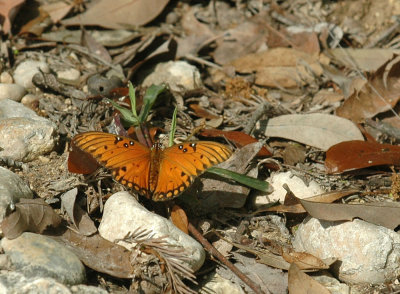 330neals2012 103gulffritillary.jpg