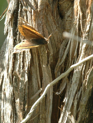 330neals2012 130redAdmiral.jpg