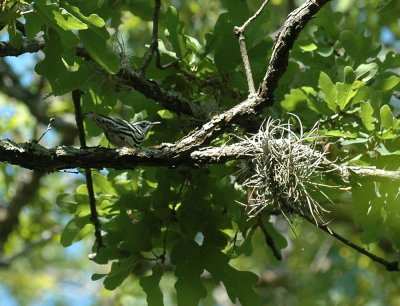 330neals2012 169blackNwhiteWarbler.jpg