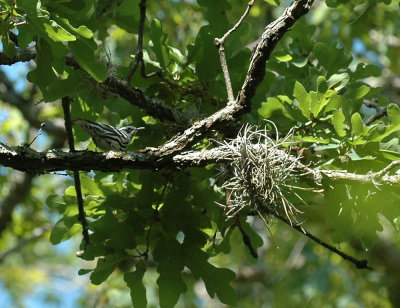 330neals2012 170blackNwhiteWarbler.jpg