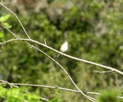 331Neals 051bellsvireo.jpg