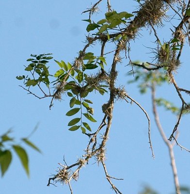 331Neals 065blackchinnednest.jpg
