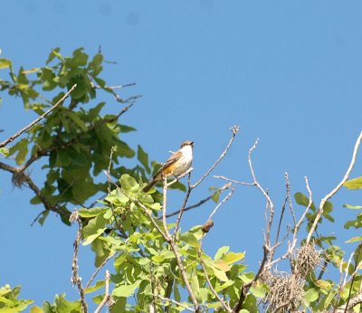 331Neals 090vermilionflycatcher.jpg