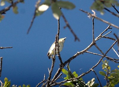 331Neals 104whiteeyevireo.jpg