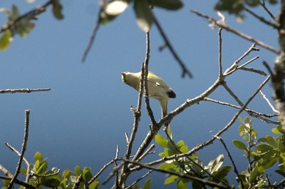 331Neals 105whiteeyedvireo.jpg