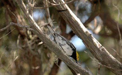 331Neals 114goldencheekedwarbler.jpg