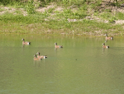 331Neals 143americanwigeons.jpg