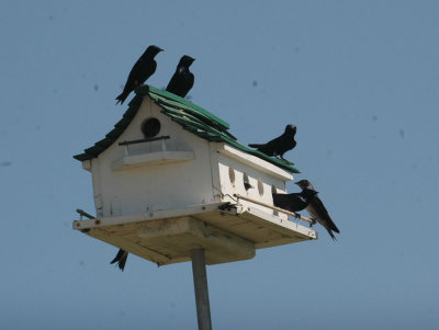 331Neals 154purplemartins.jpg