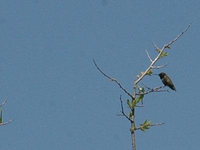 331Neals 159blackchinned.jpg