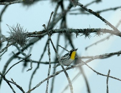 41Neals 069yellowthroatedwarblerzzzzzzzzzzzzzzzz.jpg