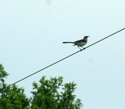 41Neals 093northernMockingbird.jpg