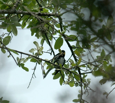 41Neals 098goldencheekedwarbler.jpg