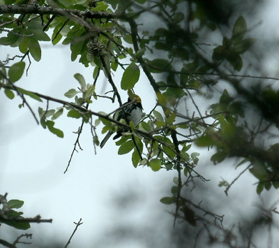 41Neals 099goldencheekedwarbler.jpg