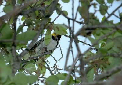 41Neals 102goldencheekedwarbler.jpg