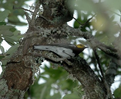 41Neals 110goldencheekedwarbler.jpg