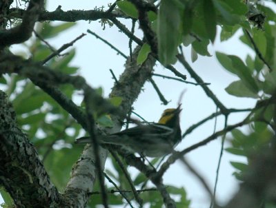 41Neals 112goldencheekedwarbler.jpg
