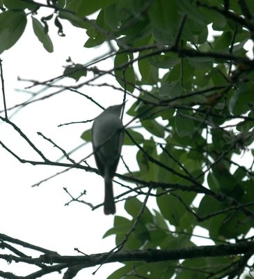 41Neals 116bluegraygnatcatcher.jpg