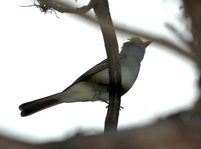 41Neals 127ashthroatedflycatcher.jpg