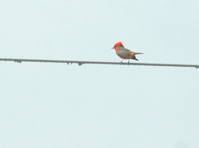 41Neals 138vermilionflycatcher.jpg