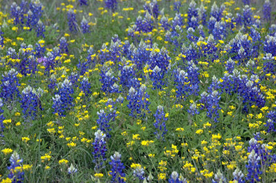 41Neals 154bluebonnetts.jpg