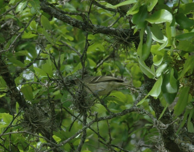 41Neals 158huttonsvireo.jpg