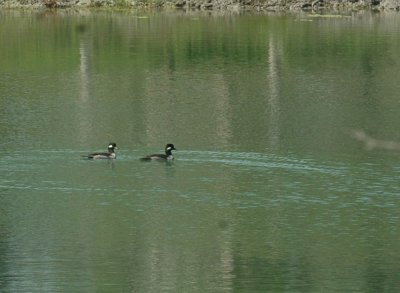 41Neals 166bufflehead.jpg