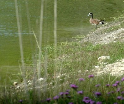 41Neals 167americanWigeon.jpg