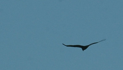 41Neals 173zonetailedhawk.jpg
