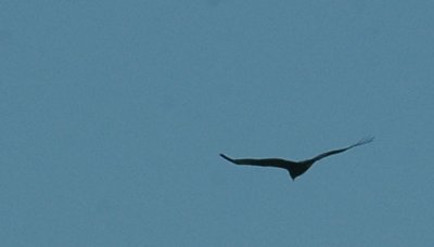 41Neals 173zonetailedhawk.jpg