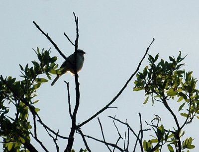 42cooksFishHatch 004larksparrow.jpg