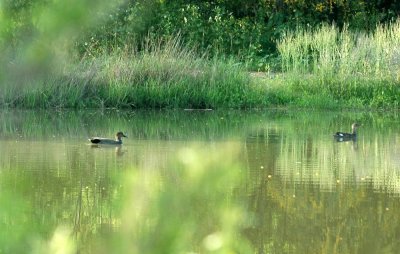 42cooksFishHatch 015gadwall.jpg