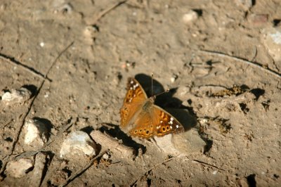 42cooksFishHatch 038countessLeilia.jpg