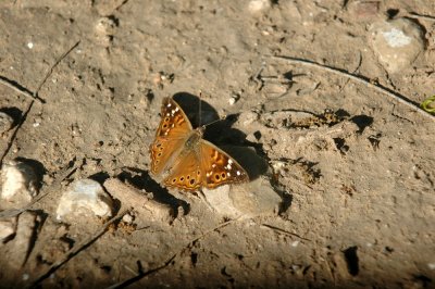 42cooksFishHatch 039countessLeilia.jpg