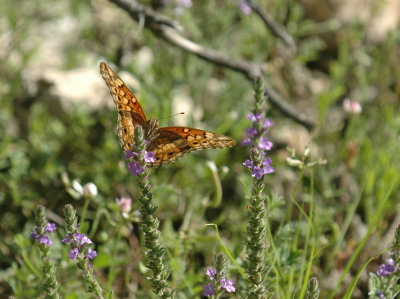 42cooksFishHatch 054vergatedfritillary.jpg