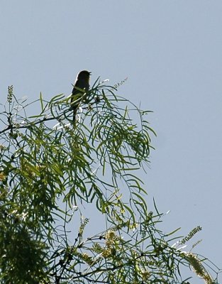 42cooksFishHatch 072bird.jpg