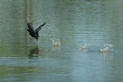42cooksFishHatch 099coot.jpg